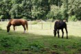 /album/freedom-ranch/foto-stall-01-jpg/
